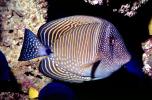Red Sea sailfin tang, (Zebrasoma desjardinii), Acanthuridae, Perciformes, vertical stripes, dots, Desjardin's Sailfin Tang, marine reef tang, oval, AAAV07P05_01