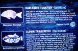 Harlequin Tuskfish, Clown Triggerfish (Balistoides conspiclttum), Balistidae, AAAV07P05_08