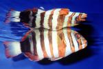 Harlequin Tuskfish, (Choerodon fasciatus)