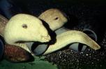 California Moray Eel, (Gymnothorax mordax), Anguilliformes, Muraenidae, AAAV07P05_13