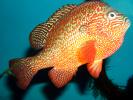 Longear Sunfish, (Lepomis megalotis), [Centrarchidae], Perciformes, AABD01_006
