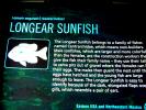 Longear Sunfish, (Lepomis megalotis), [Centrarchidae], Perciformes, AABD01_007