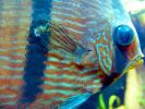 Discus Fish, (Symphysodon discus), Cichlid, Cichlidae, Perciformes, Brazil, eyes, Heroini , AABD01_013