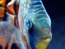 Discus Fish, (Symphysodon discus), Cichlid, Cichlidae, Perciformes, Brazil, eyes, Heroini , AABD01_015