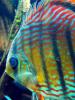 Discus Fish, (Symphysodon discus), Cichlid, Cichlidae, Perciformes, Brazil, Heroini , AABD01_016