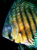 Discus Fish, (Symphysodon discus), Cichlid, Cichlidae, Perciformes, Brazil, Heroini , AABD01_022