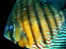 Discus Fish, (Symphysodon discus), Cichlid, Cichlidae, Perciformes, Brazil, Heroini , AABD01_023