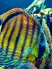 Discus Fish, (Symphysodon discus), Cichlid, Cichlidae, Perciformes, Brazil, Heroini , AABD01_027