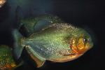 Red Bellied Piranha, (Pygocentrus nattereri), Charican, Characidae, Characin, Characiformes, AABD01_035