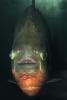 Red Bellied Piranha, (Pygocentrus nattereri), Charican, Characidae, Characin, Characiformes, AABD01_039