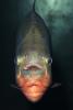Red Bellied Piranha, (Pygocentrus nattereri), Charican, Characidae, Characin, Characiformes, AABD01_040