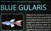 Blue Gularis Killifish, (Fundulopanchax Sjoestedti), Cypriniformes, Nothobranchidae, [Aplocheilidae], Killifish