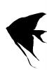 Angelfish silhouette, logo, shape