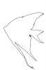Angelfish outline, line drawing, shape