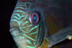 Discus Fish, (Symphysodon discus), Cichlid, Cichlidae, Perciformes, Brazil, Heroini , AABD01_058