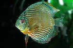 Discus Fish, (Symphysodon discus), Cichlid, Cichlidae, Perciformes, Brazil, Heroini , AABD01_060