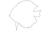 Discus Fish outline, line drawing, shape