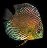 Discus Fish, (Symphysodon discus), Cichlid, Cichlidae, Perciformes, Brazil, Heroini , AABD01_061