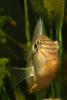 Earth-eater Chichlid, (Geophagus altifrons), Perciformes, Cichlidae, Cichlid, Amazon Basin, Brazil