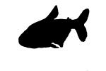 Blind Cave Tetra silhouette, (Astyanax mexicanus), Characin, Characiformes, Characidae, logo, shape