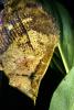 Amazon Leaf Fish, (Monocirrhus polyacanthus), Perciformes, Polycentridae, Biomimicry, AABD01_144
