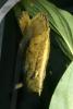 Amazon Leaf Fish, (Monocirrhus polyacanthus), Perciformes, Polycentridae, Biomimicry, AABD01_146