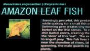 Amazon Leaf Fish, (Monocirrhus polyacanthus), Perciformes, Polycentridae, Biomimicry, AABD01_147