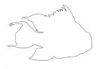outline of Perciformes, Cichlidae, Cichlid, Bolivia, Brazil, line drawing, shape, AABD01_156O