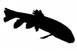 Gray Redhorse Silhouette, (Moxostoma congestum), Cypriniformes, Catostomidae, Rio Grande River Fish, logo, shape, AABD01_185M