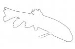 Gray Redhorse outline, (Moxostoma congestum), Cypriniformes, Catostomidae, Rio Grande River Fish, line drawing, shape, AABD01_185O