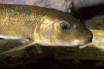 Rio Grande Fish, AABD01_186