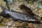 Channel Catfish, Ictalurus punctatus, Rio Grande River Fish, AABD01_189