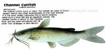 Channel Catfish, Ictalurus punctatus, Rio Grande River Fish, AABD01_194