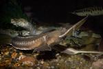 Shovelnose Sturgeon, (Scaphirhynchus platorynchus), Acipenseriformes, Acipenseridae, Rio Grande River Fish, AABD01_198