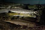 Shovelnose Sturgeon, (Scaphirhynchus platorynchus), Acipenseriformes, Acipenseridae, Rio Grande River Fish, AABD01_200