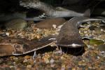 Shovelnose Sturgeon, (Scaphirhynchus platorynchus), Acipenseriformes, Acipenseridae, Rio Grande River Fish, AABD01_214