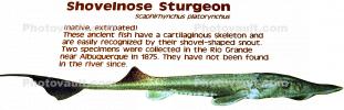 Shovelnose Sturgeon, (Scaphirhynchus platorynchus), Acipenseriformes, Acipenseridae, Rio Grande River Fish, AABD01_220