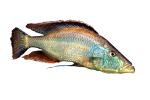 Eye-Biter, (Dimidiochromis compressiceps), [Cichlidae], Cichlid, Eyebiter, Perciformes, Lake Malawi, Africa, African, AABD01_237F