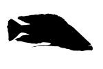 Eye-Biter Silhouette, Dimidiochromis compressiceps, [Cichlidae], Cichlid, Eyebiter, Perciformes, Lake Malawi, logo, shape, AABD01_237M