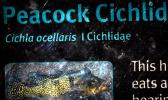 Peacock Cichlid, Cichla ocellaris, Cidhlidae, AABD01_251