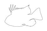 Bolivian Ram outline, Mikrogeophagus altispinosus, Perciformes, Cichlidae, Cichlid, Bolivia, Brazil, line drawing, shape, AABD01_254O