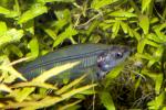 Glass Catfish, (Kryptopterus bicirrhis), Siluriformes, Siluridae, AABD01_285