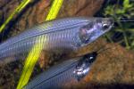 Glass Catfish, (Kryptopterus bicirrhis), Siluriformes, Siluridae, AABD01_286