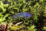 Glass Catfish, (Kryptopterus bicirrhis), Siluriformes, Siluridae, AABD01_287