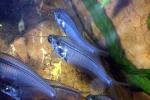 Glass Catfish, (Kryptopterus bicirrhis), Siluriformes, Siluridae, AABD01_290