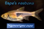 Espe's Rasbora, (Trigonostigma espei), Cypriniformes, Cyprinidae, Thailand, Cambodia