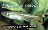 Scissortail rasbora, (Rasbora caudimaculata), Cypriniformes, Cyprinidae