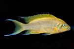 (Variabilichromis moorii), Cichlids, Cichlidae, Lake Tanganyika Africa, AABD02_012