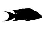 Cichlids, Cichlidae, (Variabilichromis moorii) silhouette, Cichlids, Cichlidae, Lake Tanganyika, Africa, logo, shape