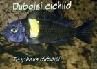 Duboisi cichlid, Tropheus duboisi, Lake Tanganyika Cichlids, Africa